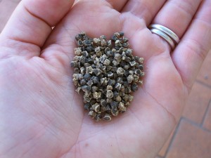 Beetroot seeds