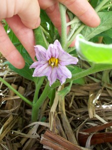 eggplant flower
