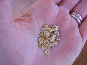 parsnips seeds