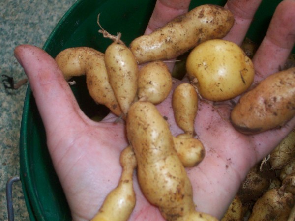 A few small spuds