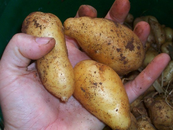 A few of the bigger spuds